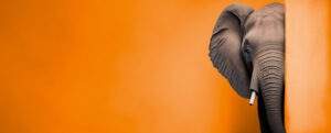 Elefant Praxissoftware